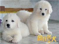 上海哪里可以买到的大白熊幼犬