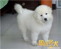 上海哪里有纯种大白熊卖
