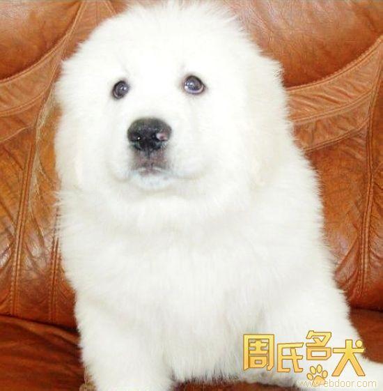 上海的大白熊繁殖基地