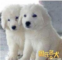 上海哪里可以买到纯种大白熊
