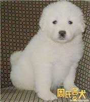 上海哪里能买到纯种的大白熊幼犬吗