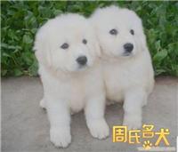 上海哪里可以买到健康的大白熊