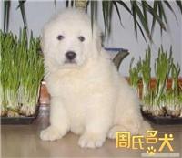上海可以买到纯种的大白熊幼犬吗