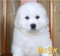 上海哪里能买到纯种的大白熊幼犬