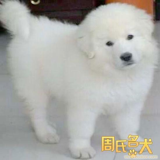 纯种 大白熊  大白熊幼犬  宠物狗  幼犬