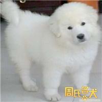 纯种 大白熊  大白熊幼犬  宠物狗  幼犬