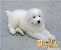 纯种大白熊 -大白熊幼犬-宠物狗-幼犬
