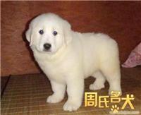 上海纯种大白熊 大白熊幼犬 宠物狗