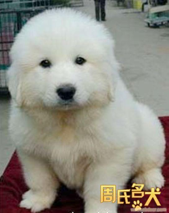 上海纯种大白熊幼犬 家养大白熊 出售