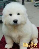 上海纯种大白熊幼犬 家养大白熊 出售