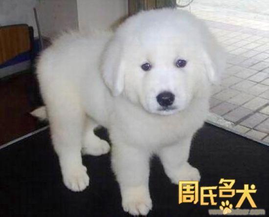 纯种大白熊 大白熊幼犬