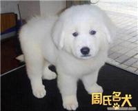 纯种大白熊 大白熊幼犬