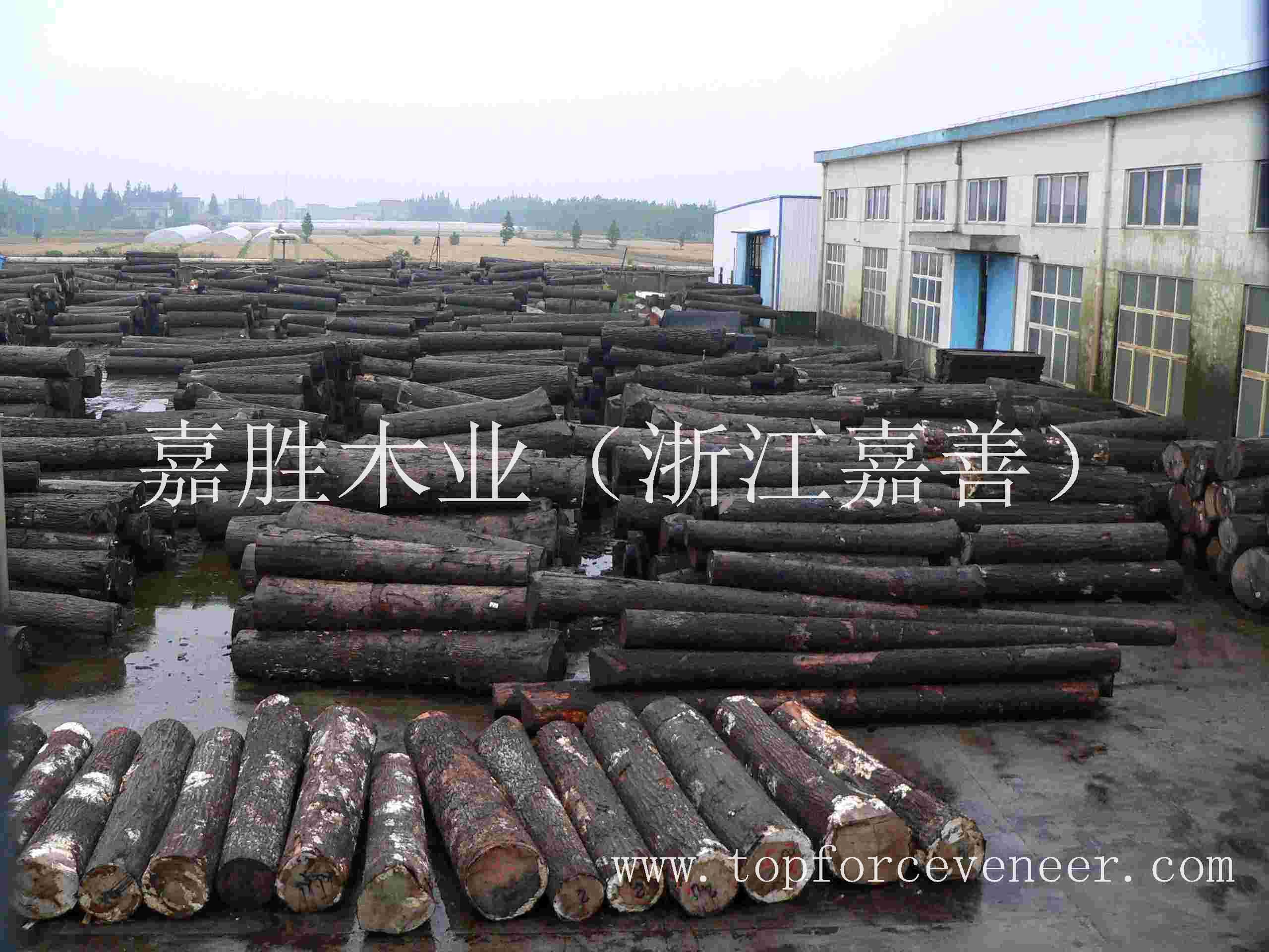 浙江原木木皮加工厂 ZheJiang Veneer Production and Slicing Veneer Mill