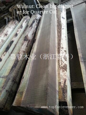 嘉兴黑胡桃刨切木皮 JiaXing Walnut logs Slicing Veneer Mill