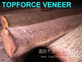 浙江美国黑胡桃原木,ZheJiang American Walnut Logs,二面清,三面清锯切级,三面清旋切级和四面清刨切级,锯切