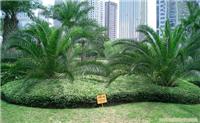 上海绿化养护——企事业单位绿化/上海绿化养护公司