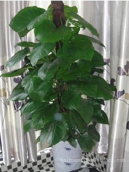 上海室内植物租赁网