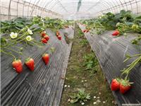 上海采草莓的地方-上海采草莓-海兆蔬果草莓园-