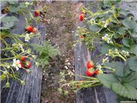 浦东采草莓的地方-上海采草莓-海兆蔬果草莓园-
