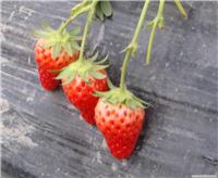 奶油草莓-上海奶油草莓基地-海兆蔬果草莓园-
