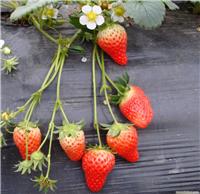 上海奶油草莓基地-奶油草莓基地-海兆蔬果草莓园-