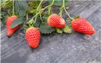 上海奶油草莓-奶油草莓-海兆蔬果草莓园-