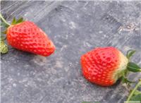 上海奶油草莓团购-上海奶油草莓-海兆蔬果草莓园-