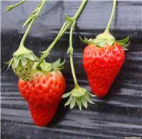 上海奶油草莓基地-上海奶油草莓团购-海兆蔬果草莓园-