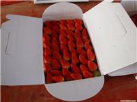 上海草莓企业团购-浦东草莓团购-海兆蔬果草莓园-