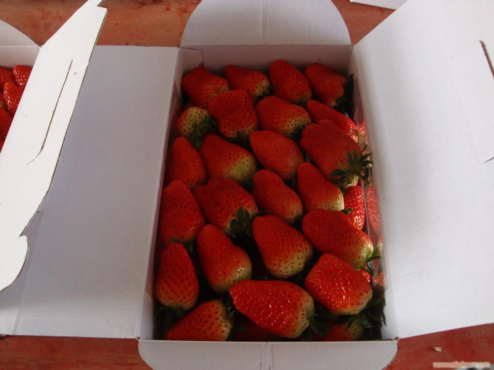 上海草莓团购-浦东草莓团购-海兆蔬果草莓园-