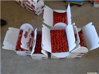 上海草莓团购-上海草莓团购价格-海兆蔬果草莓园-