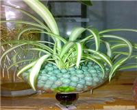 花圃专用陶粒
