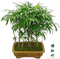 上海植物租赁-佛肚竹