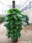 武汉大型植物出租/武汉办公室绿化植物