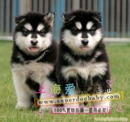 2个月的阿拉斯加雪橇犬哪里有卖|上海哪里有纯种阿拉斯加雪橇犬卖|哪里买阿拉斯加比较放心|