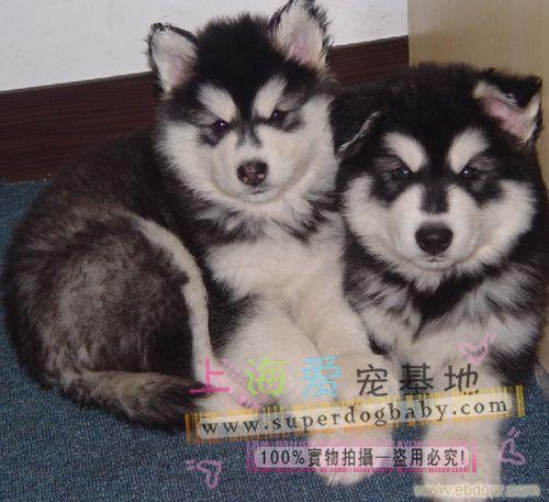 2个月的阿拉斯加雪橇犬哪里有卖|上海哪里有纯种阿拉斯加雪橇犬卖|哪里买阿拉斯加比较放心|