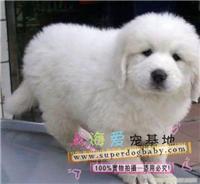 2个月大白熊多少钱|上海哪里买大白熊比较放心|哪里的大白熊好|大白熊幼犬价格