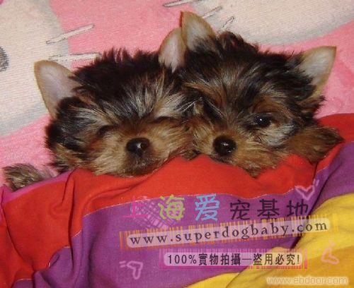 约克夏幼犬要多少钱-约克夏价格-2个多月约克夏哪里有卖-上海哪里买约克夏比较放心