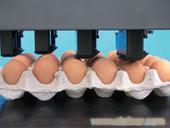蛋品专用喷码机