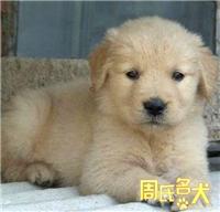 上海地区哪里能购买到纯种的金毛幼犬