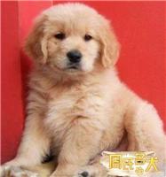 上海地区的纯种大头金毛犬出售