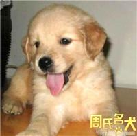 哪里可以买到纯种的金毛寻回犬 金毛幼犬