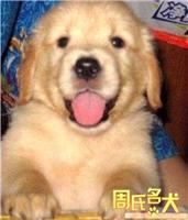 哪里可以购买到纯种的大头金毛犬