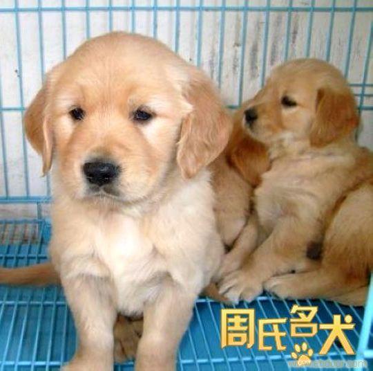 上海纯种大头金毛犬养殖基地