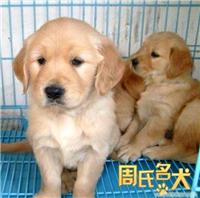 上海纯种大头金毛犬养殖基地