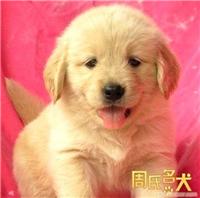 上海地区纯种大头宽嘴金毛幼犬出售