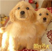 哪里可以买到赛级金毛 金毛幼犬