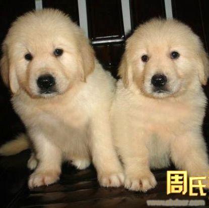 上海地区纯种金毛犬，金毛幼犬出售
