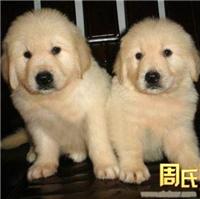 上海地区纯种金毛犬，金毛幼犬出售