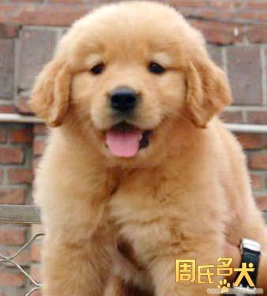 上海地区的纯种金毛犬出售